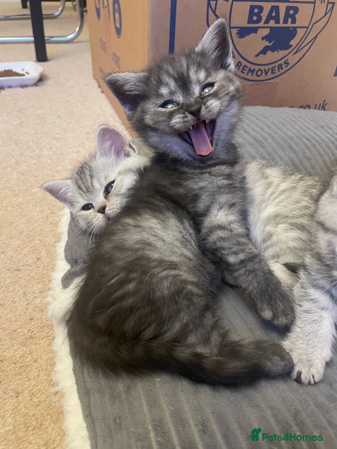 British Shorthair cats for sale: Rare Black Smoke female kitten - Advert 6