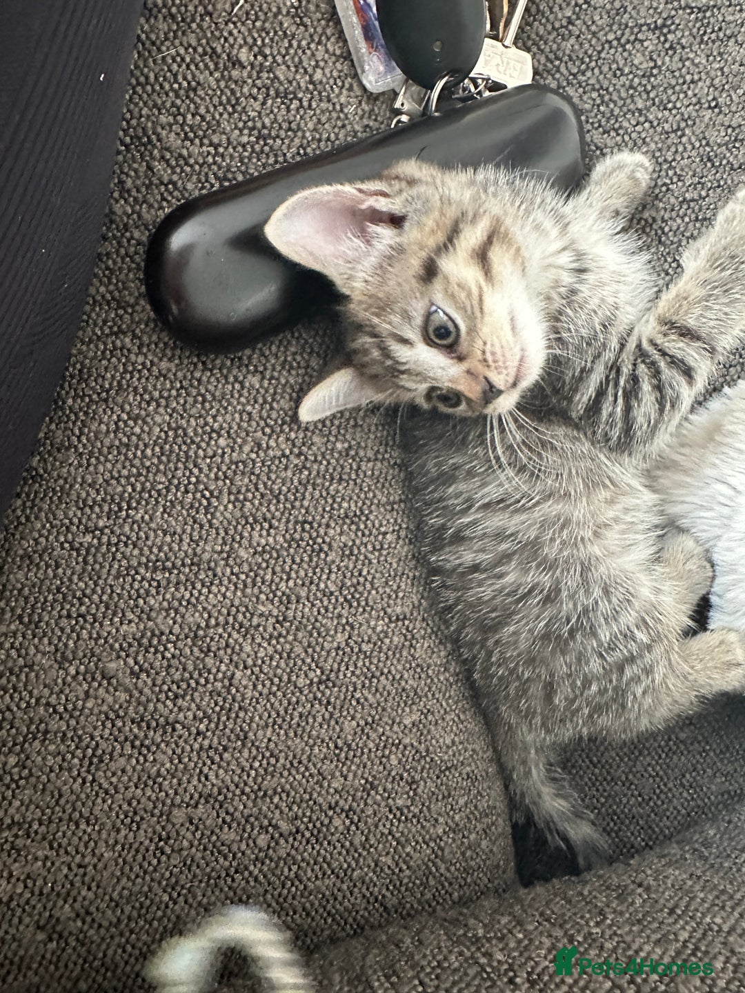 Mixed Breed cats for sale: Kitten’s ready now  - Image 10