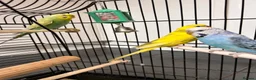 Budgerigars birds for sale: 3 gorgeous colourful budgies with cage  - Advert 6