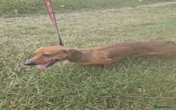 Dachshund dogs for sale: Miniature dachshund  - Image 3