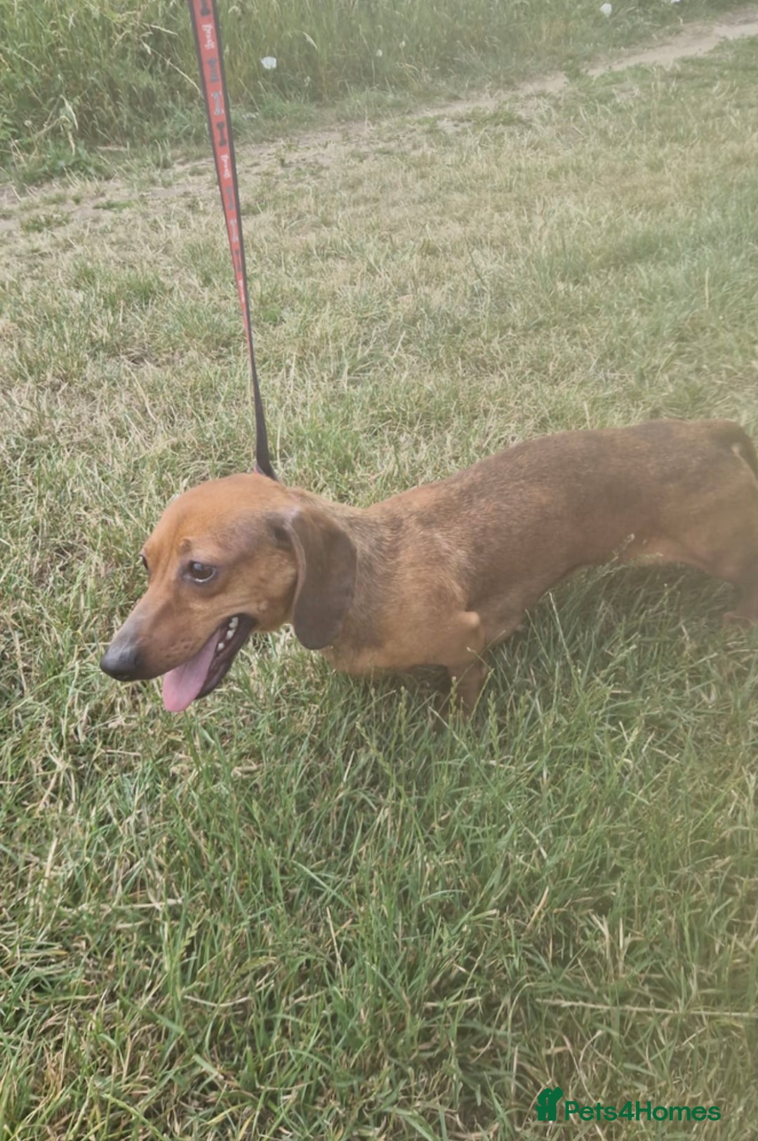 Dachshund dogs for sale: Miniature dachshund  - Image 3