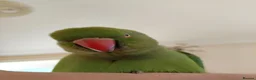 Ringnecks birds for sale: 2.5 Years Green Indian ringneck in Norwich - Advert 5
