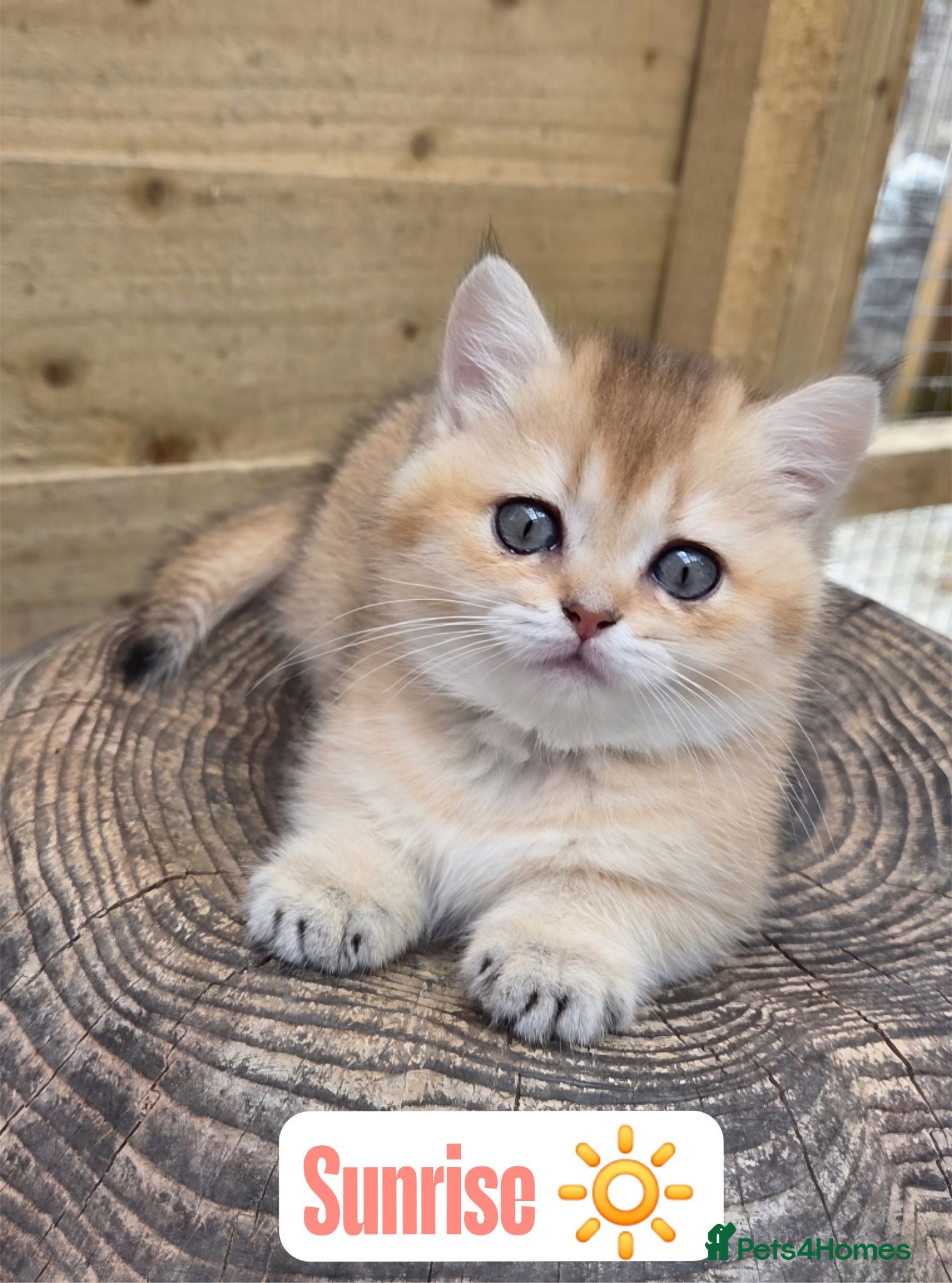 British Shorthair cats 💖 3 Golden Kittens GCCF Registered 💖  - Advert 4