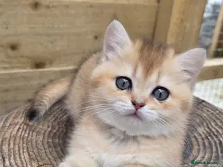 British Shorthair cats 💖 3 Golden Kittens GCCF Registered 💖 - Advert 17