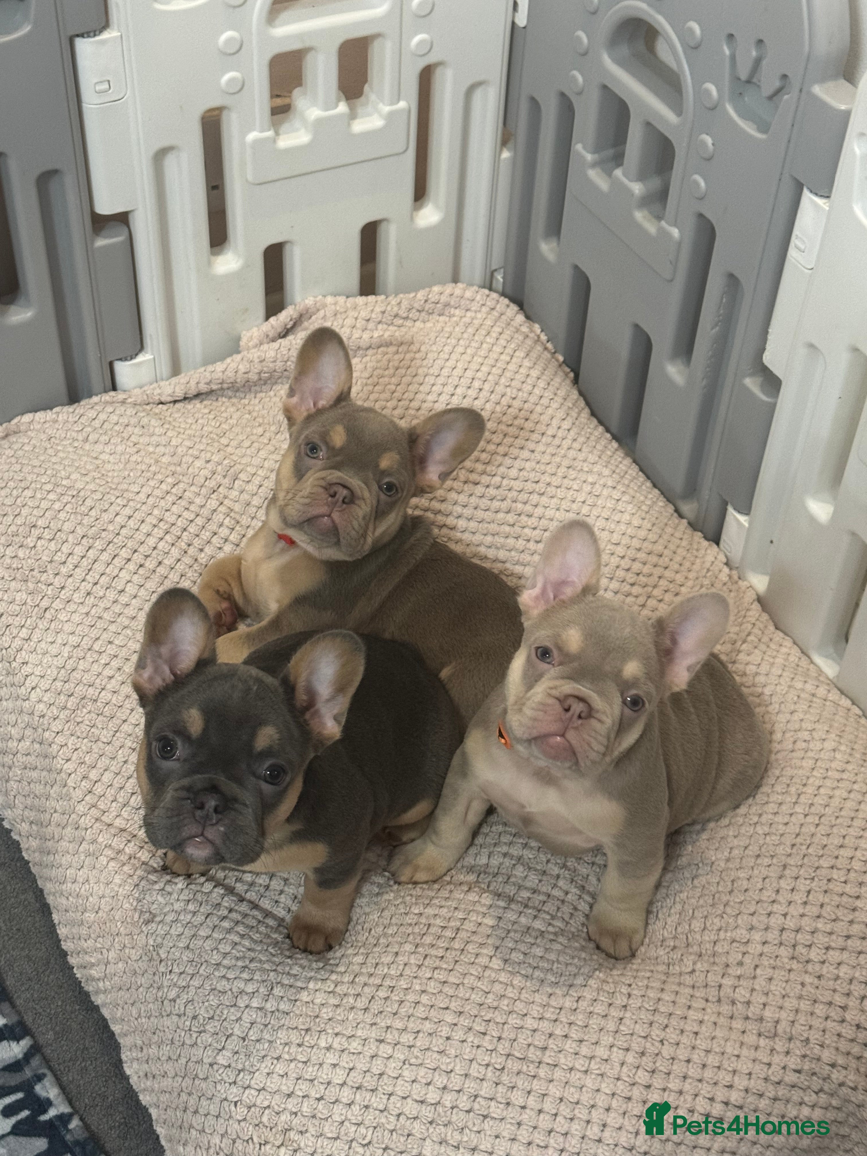 French Bulldog dogs Outstanding Frenchie pups KC registered  - Advert 3