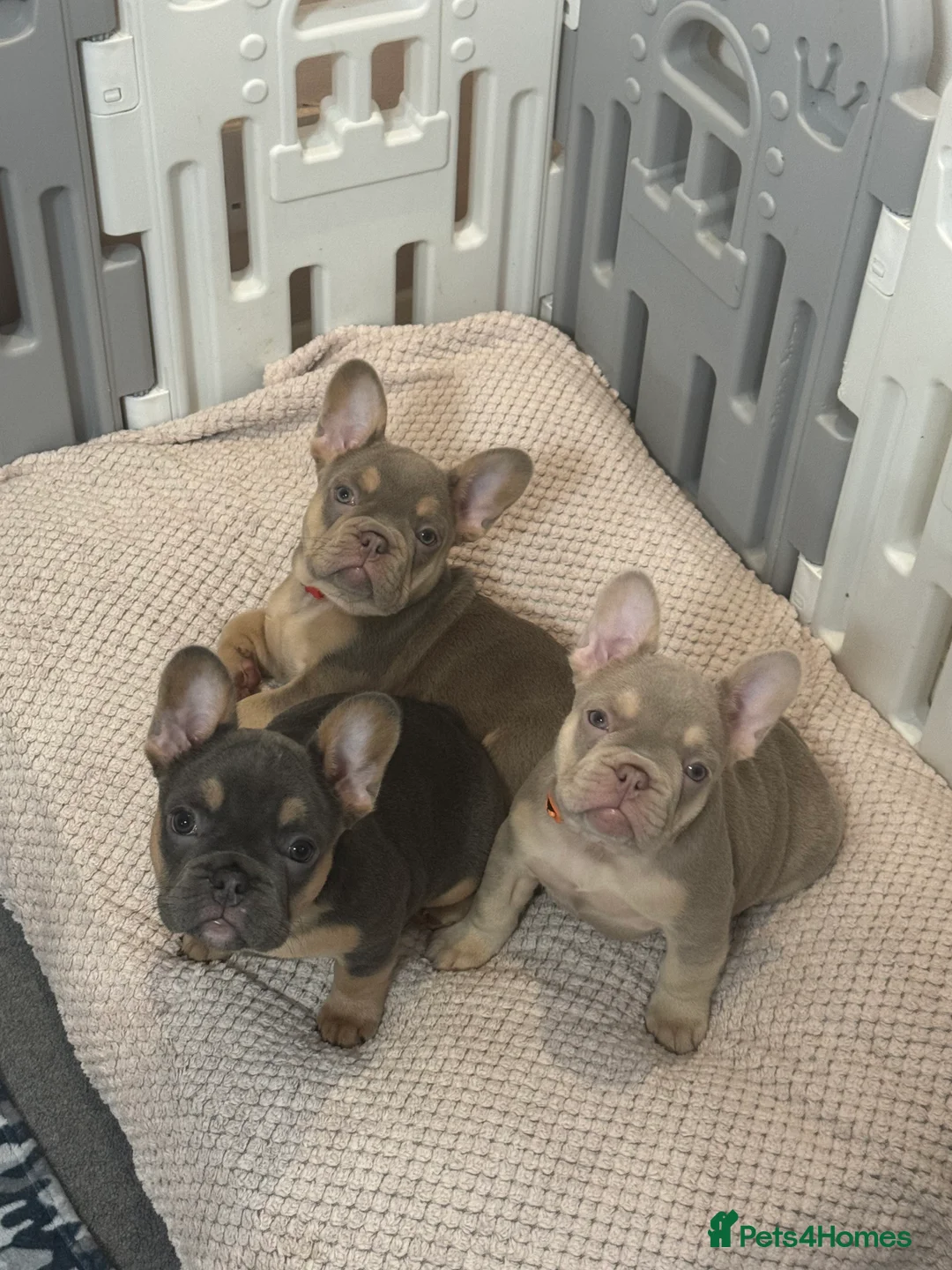French Bulldog dogs for sale: Outstanding Frenchie pups KC registered  - Advert 6