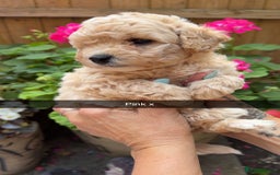 Poochon dogs for sale: Poochon Puppies - Image 24