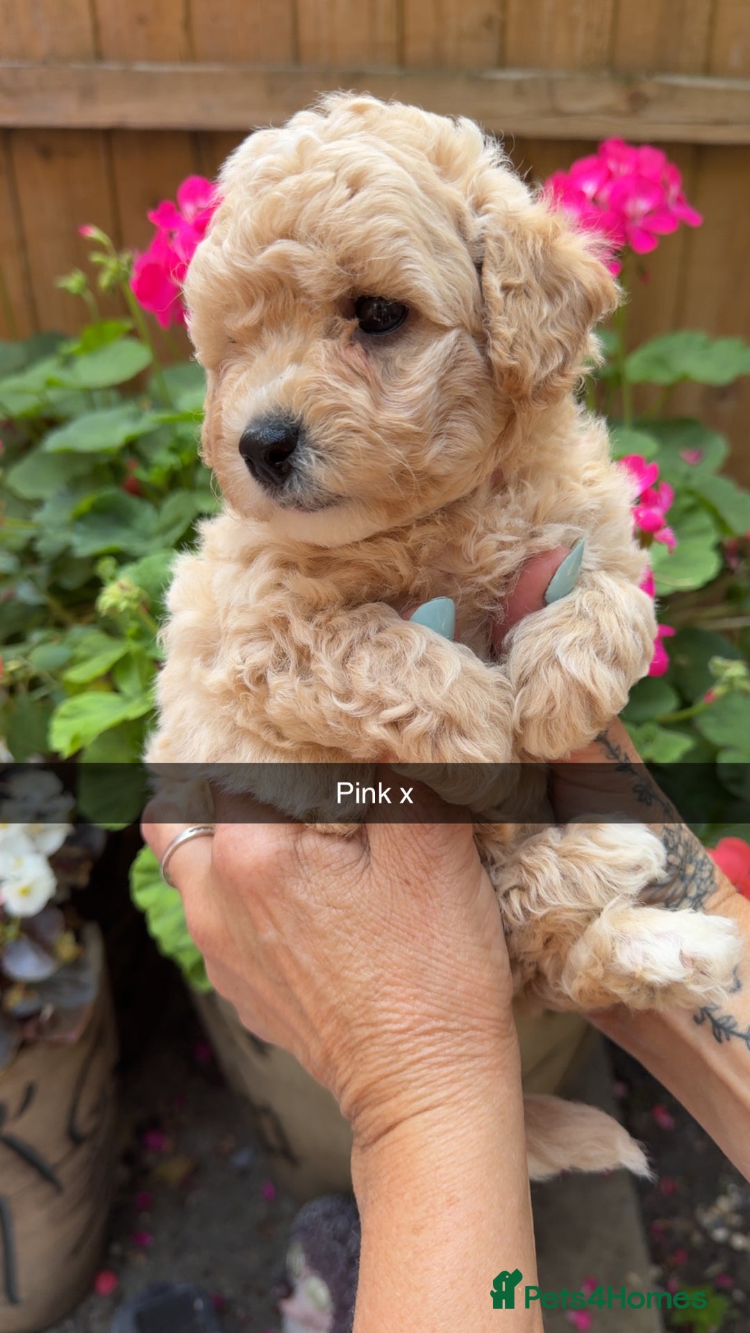 Poochon dogs for sale: Poochon Puppies - Image 24
