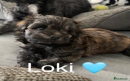 Mixed Breed dogs for sale: 3 Beautiful Shih Tzu x Toy poodle  - Advert 5