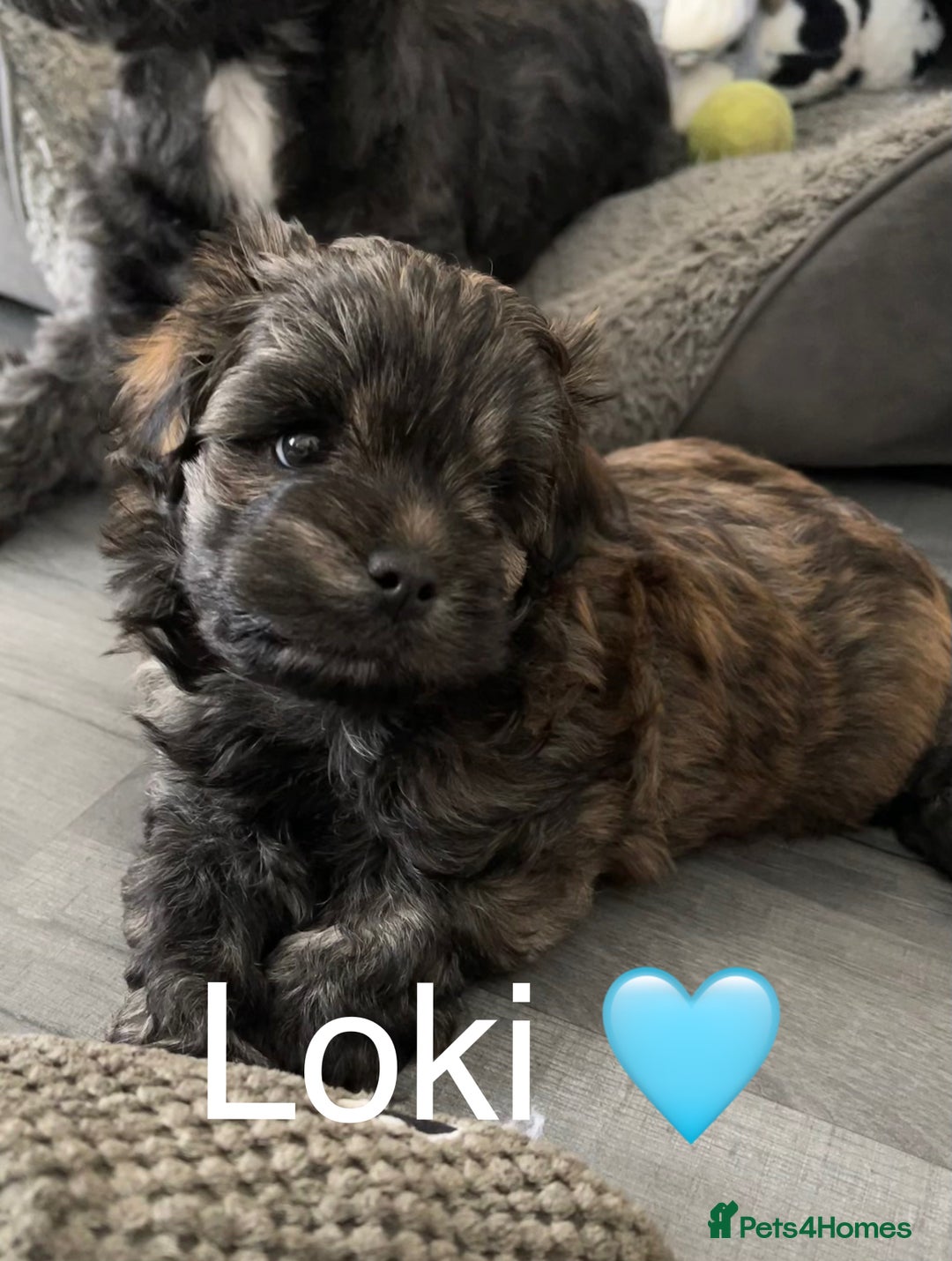 Mixed Breed dogs for sale: 3 Beautiful Shih Tzu x Toy poodle  - Advert 5