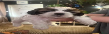 Shih Tzu Puppy 2