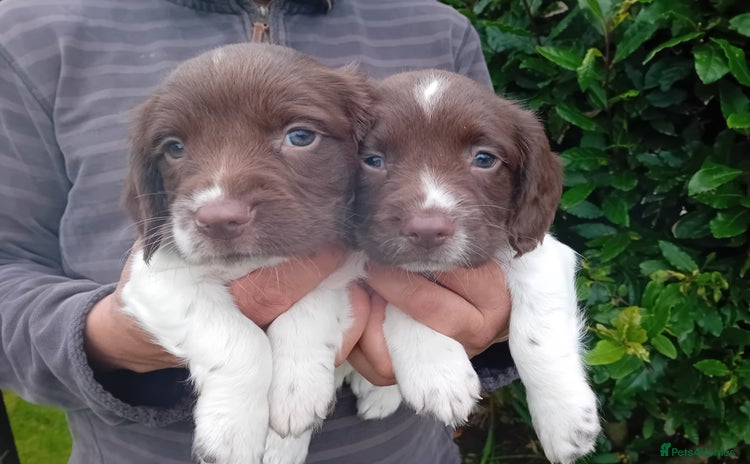 English Springer Spaniel dogs - Advert 1