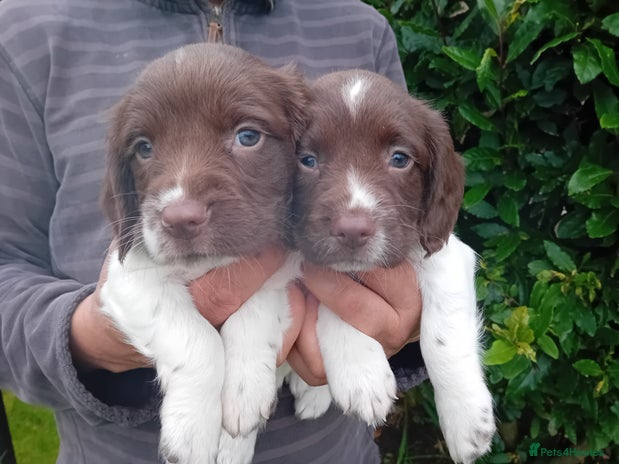 English Springer Spaniel dogs - Advert 4