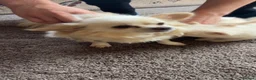 Pomeranian dogs for sale: Beautiful pomchis looking for a loving home  - Advert 4