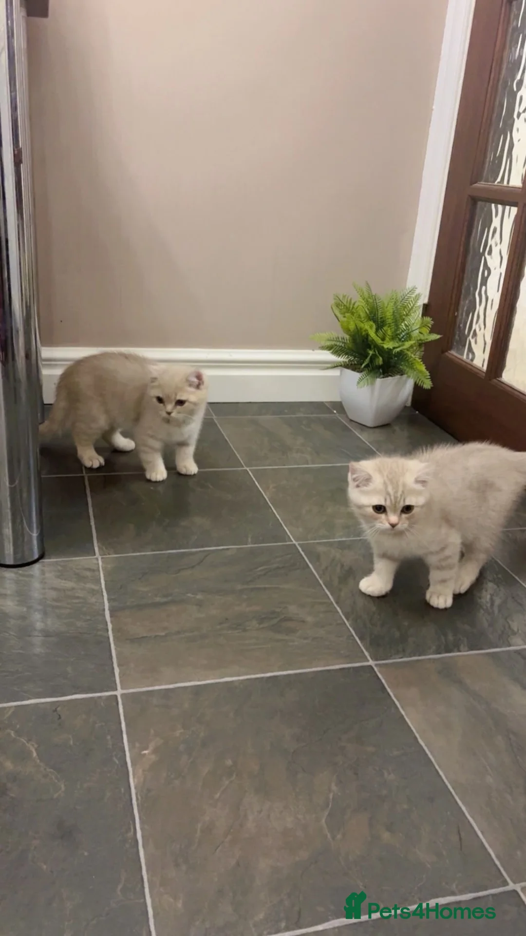 British Shorthair cats for sale: Beautiful British shorthair kittens  - Advert 2
