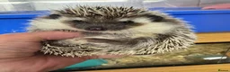Pygmy Hedgehog rodents for sale: 5 month old female with or without set up  - Advert 3