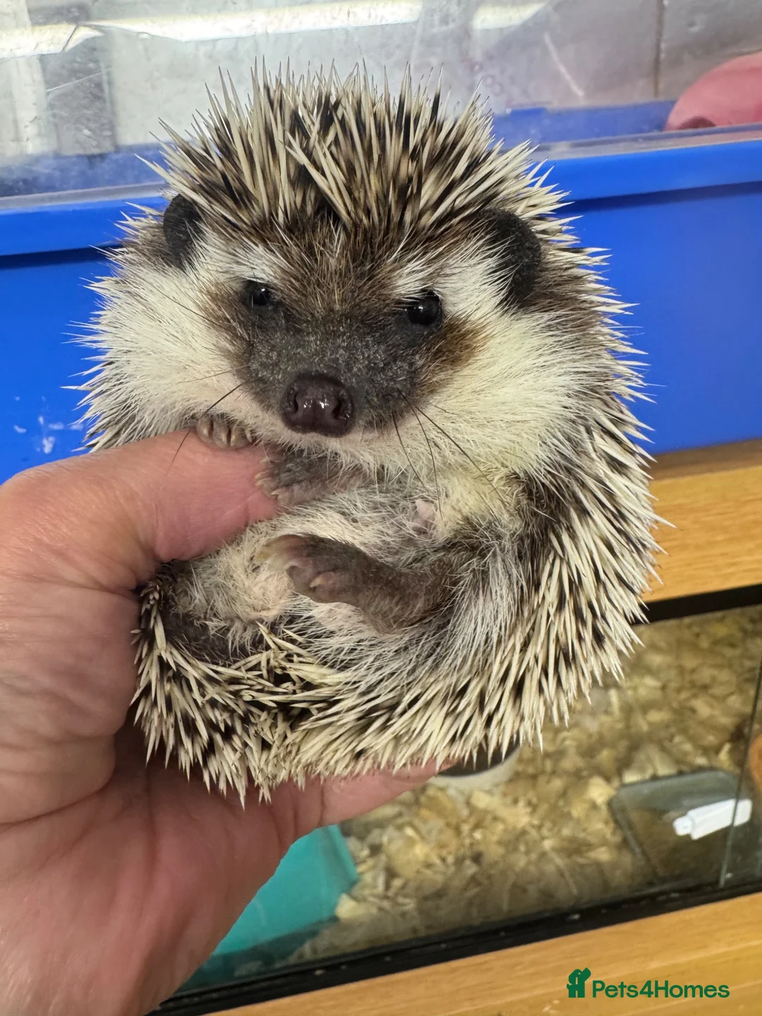 Pygmy Hedgehog rodents for sale: 5 month old female with or without set up  - Advert 3