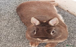 Netherland Dwarf rabbits for sale: Netherland Dwarf for sale with hutch   - Image 5