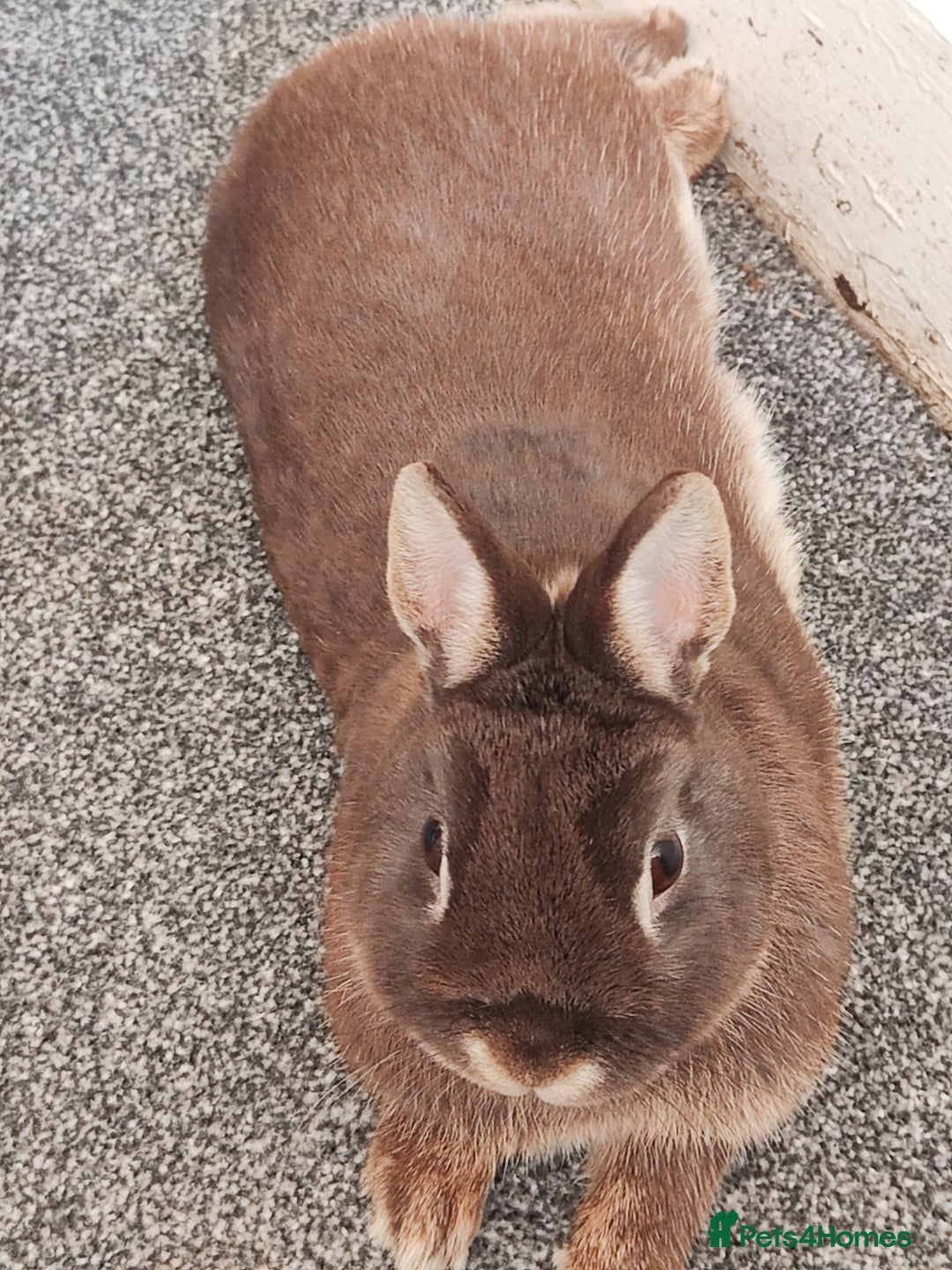 Netherland Dwarf rabbits for sale: Netherland Dwarf for sale with hutch   - Image 5