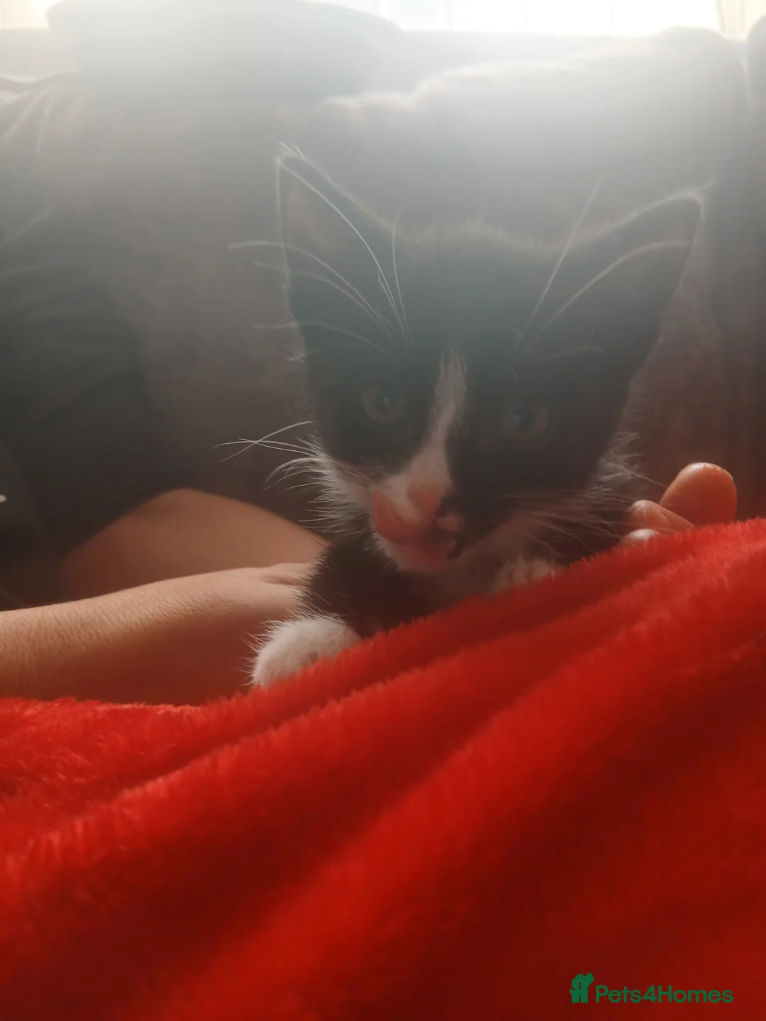Mixed Breed cats for sale: Kittens in Sunderland - Advert 3