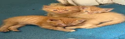 Mixed Breed cats for sale: Kittens  - Advert 7