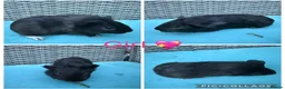 Guinea Pig rodents for sale: Male & Female piggies looking for new laps - Advert 11