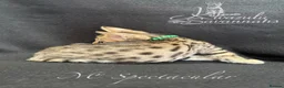 Savannah cats for sale: Exceptional Quality Tica Regist. Savannah kittens - Advert 20