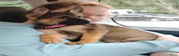German Shepherd dogs for sale: Straightback German shepherd  - Advert 4