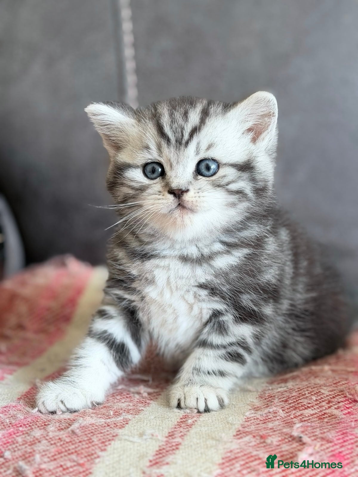 British Shorthair cats GCCF reg BSH BLACK SILVER TABBY KITTENS - Advert 1
