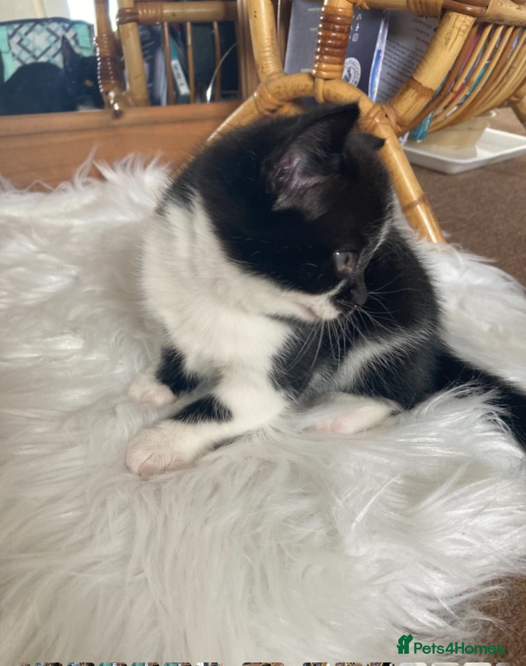 British Shorthair cats for sale: Beautiful British Shorthair Kitten Male  - Image 5