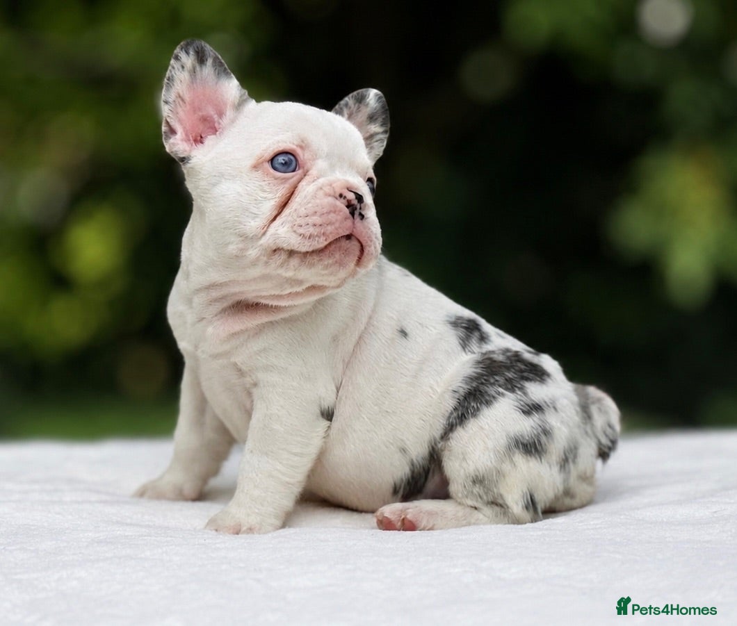 French Bulldog dogs 🌟FRENCH BULLDOG PUPPIES🌟 - Advert 1