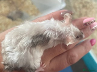 Mouse rodents - Advert 4