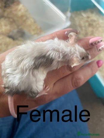 Mouse rodents - Advert 1