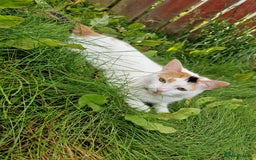 Domestic Shorthair cats for sale: Poppy and Rosie Rehoming.  - Image 9