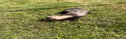 Ferret rodents for sale: Ferrets for sale boys and girls in Newton Aycliffe - Advert 3