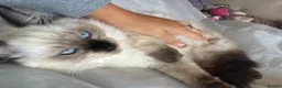 Ragdoll cats for sale: 😸🐾Pure Ragdoll kitties😸🐾 2 male & 1 female🐾😸 - Advert 7