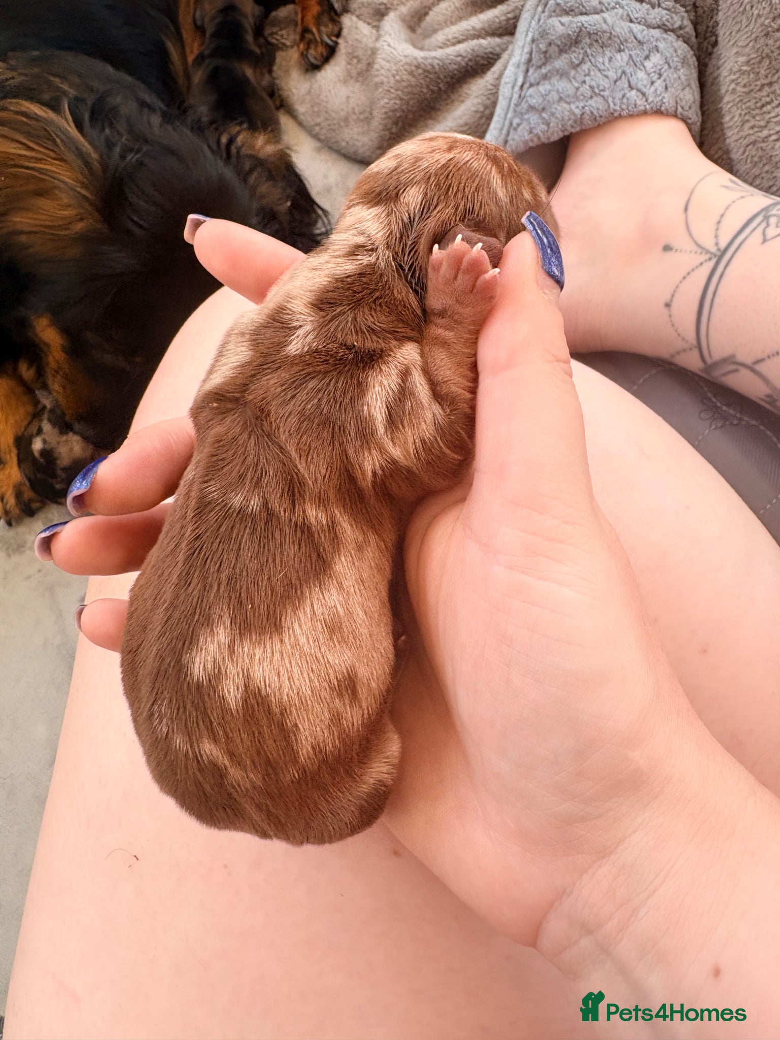 Miniature Dachshund Puppy 1 🩵