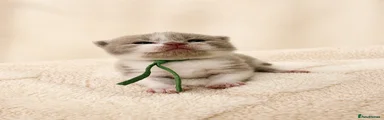 British Shorthair Kitten 2