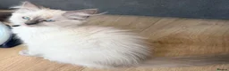 Ragdoll cats for sale:  Last one looking forever home, ready to go now  - Advert 5