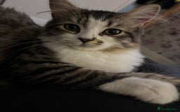 Mixed Breed cats for sale: Loving Home Needed for a Sweet 6-Month-Old Kitten  - Image 3