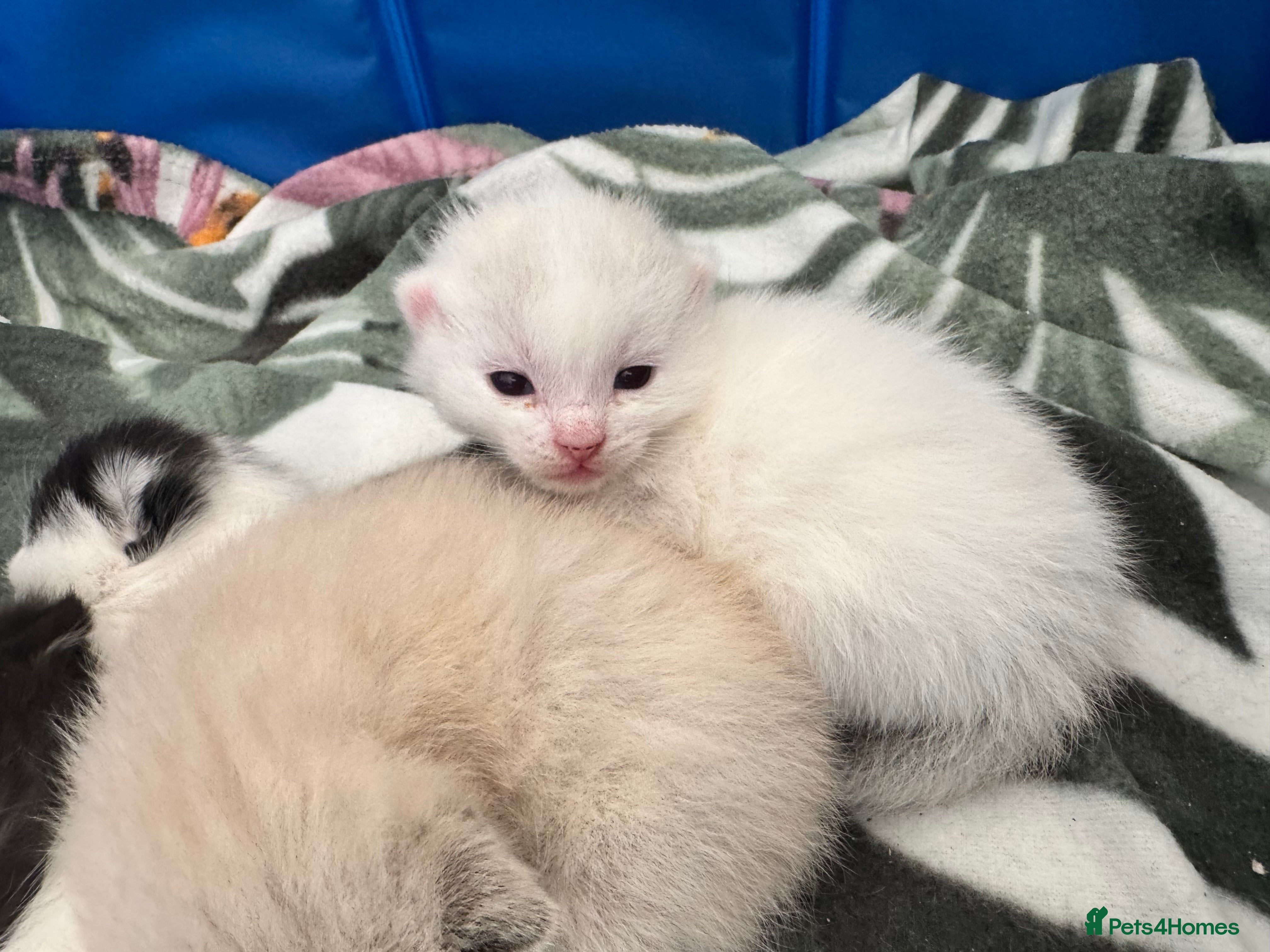 Siamese cats Siamese stunners  - Advert 2