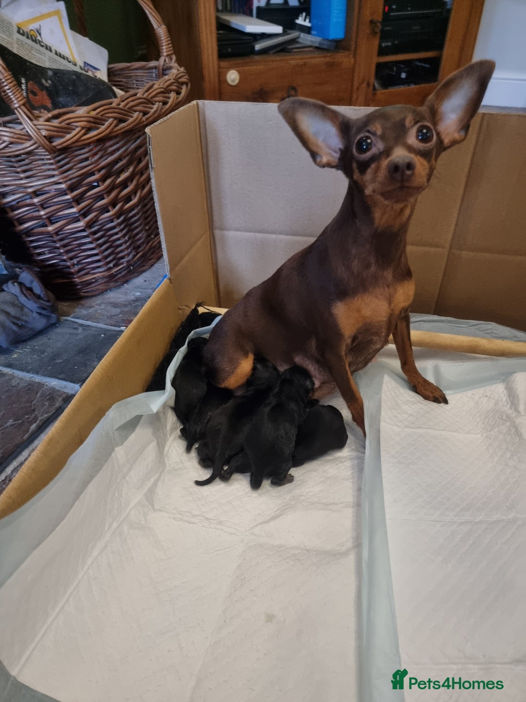 Miniature Pinscher dogs for sale: Miniature pinscher pups - Advert 11