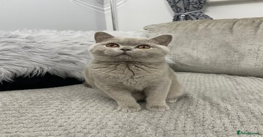 British Shorthair cats - Advert 11