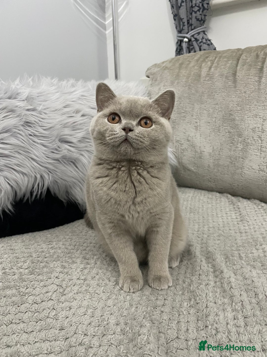 British Shorthair cats for sale: 🔥💗 LAST LILAC FEMALE KITTEN READY NOW 💗🔥 - Advert 4