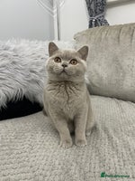 British Shorthair cats - Advert 4