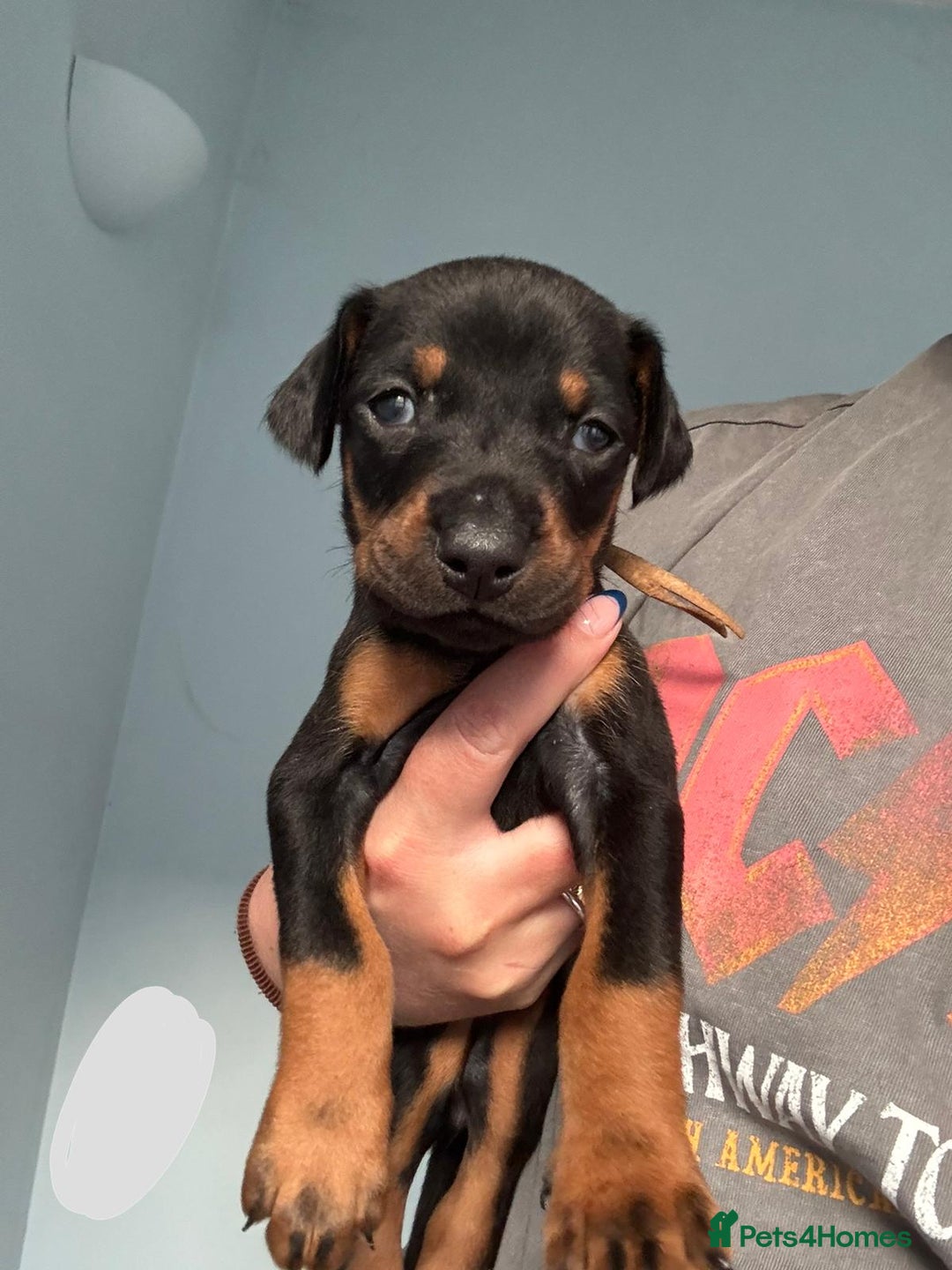 Dobermann dogs for sale:  European Doberman puppies. in Torquay - Image 14