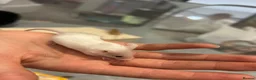 Mouse rodents for sale: 3 male mice  - Advert 2