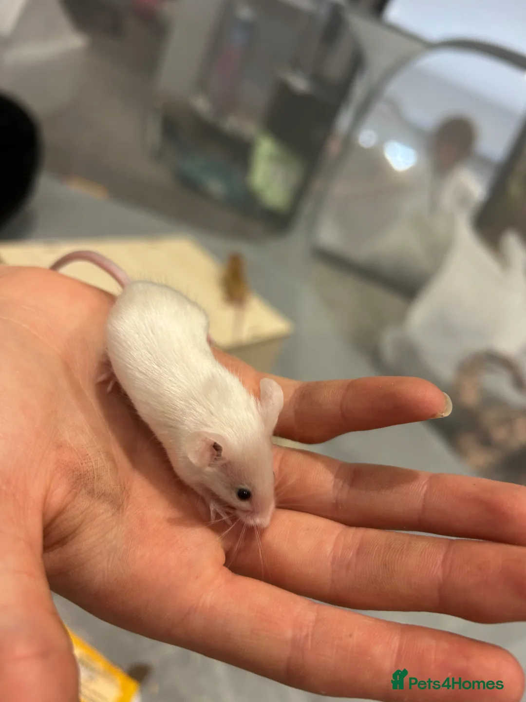 Mouse rodents for sale: 3 male mice  - Advert 2