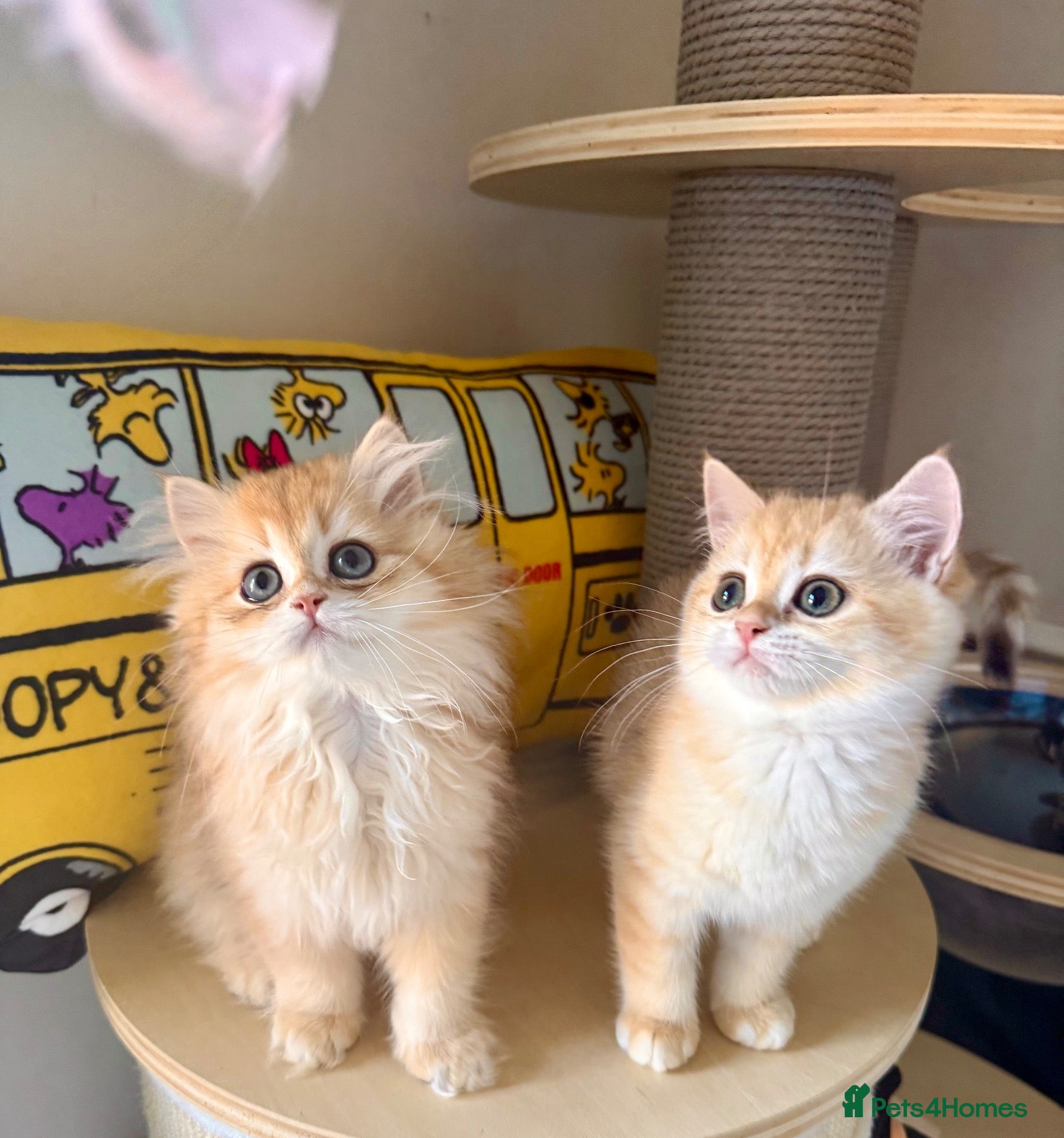 British Shorthair cats for sale: Adorable Golden British Short/longhair Kittens - Advert 1