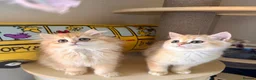 British Shorthair cats for sale: Adorable Golden British Short/longhair Kittens - Advert 1